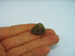 �m�M���̎ʐ^